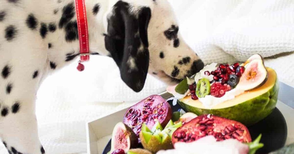 What fruits and vegetables can dogs eat
