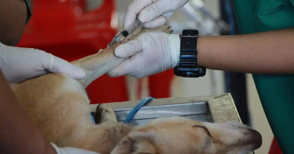 What vaccines does a puppy need Essential Vaccinations