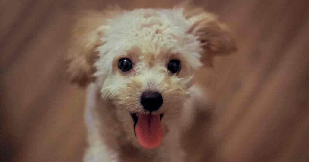 Why Do Puppies Get Hiccups So Much