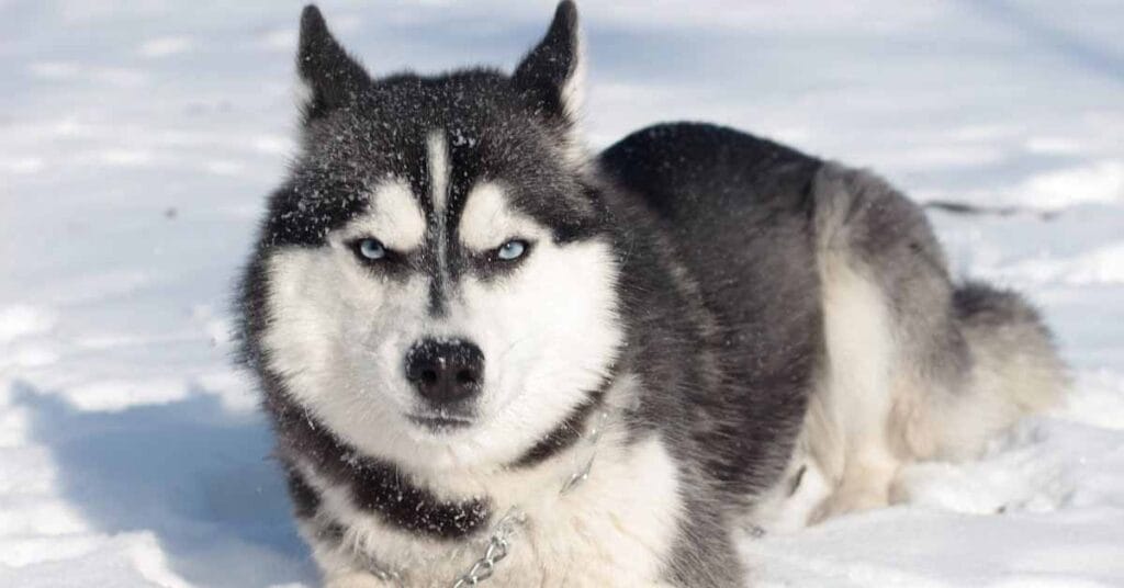 Siberian Husky Dog