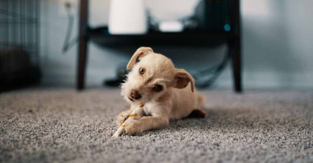 What helps puppies with diarrhea