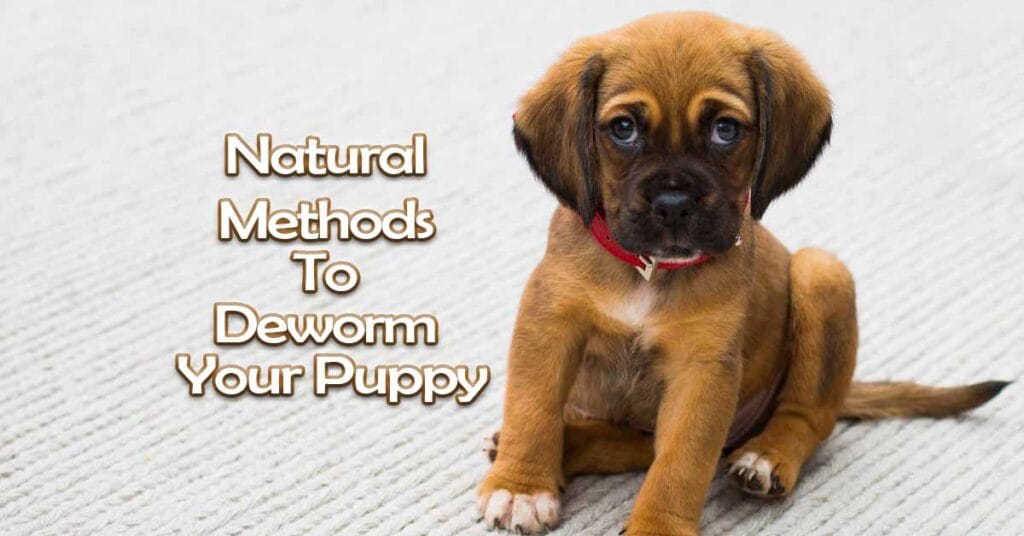 Natural methods to deworm your puppy