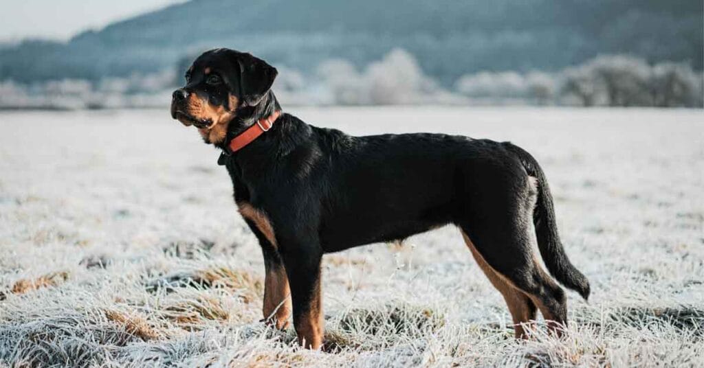 rottweiler