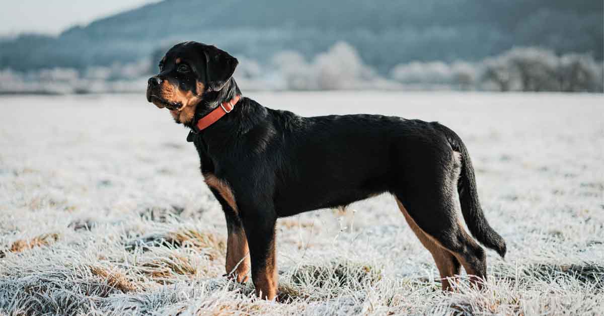 Rottweiler Dog Breed Information And Characteristics