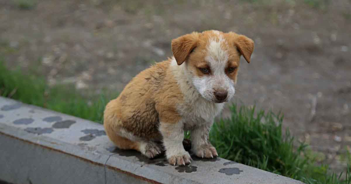 puppy sit on wall