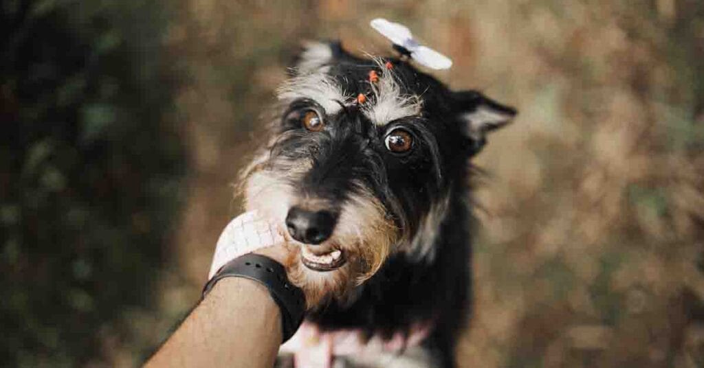 How to teach a puppy its name easy steps for quick results