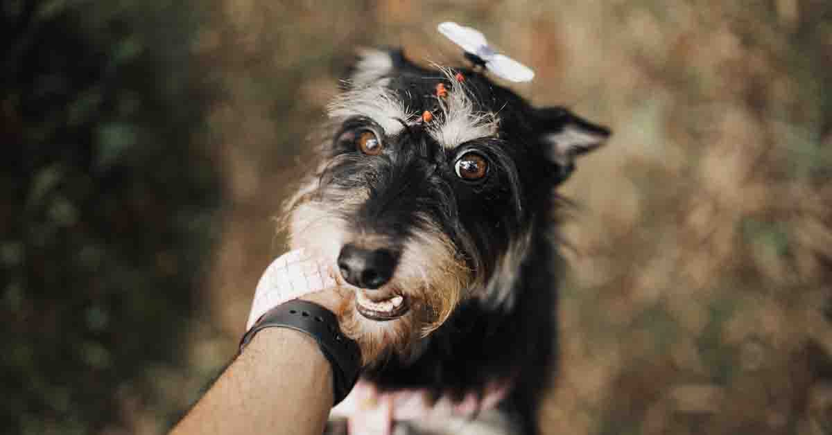 Close-up of Man Petting a Schnauzer