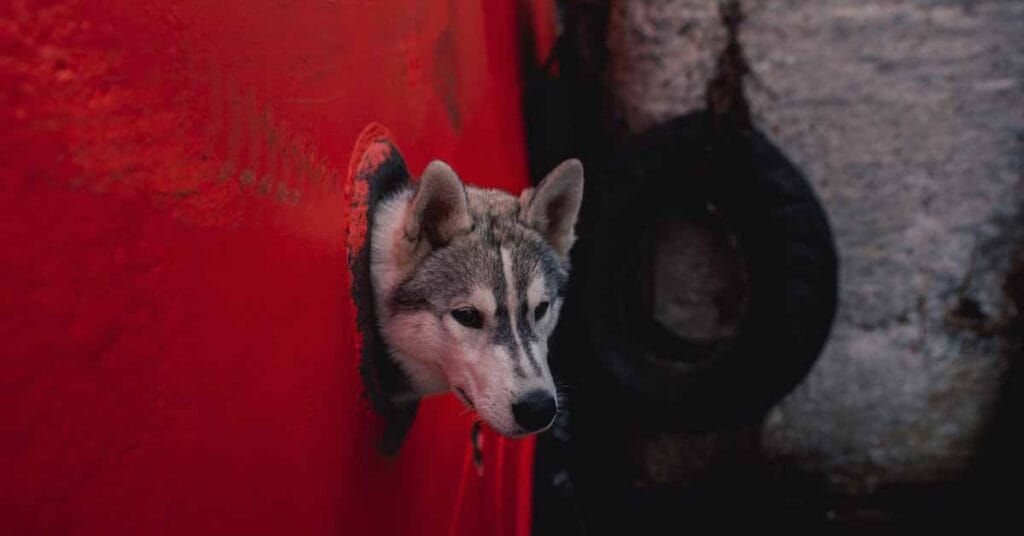 How to ship a puppy safely