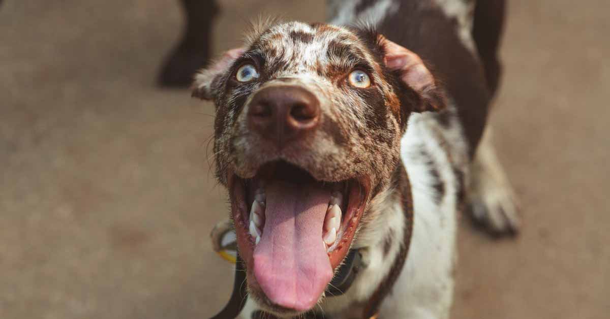Catahoula Leopard Dog