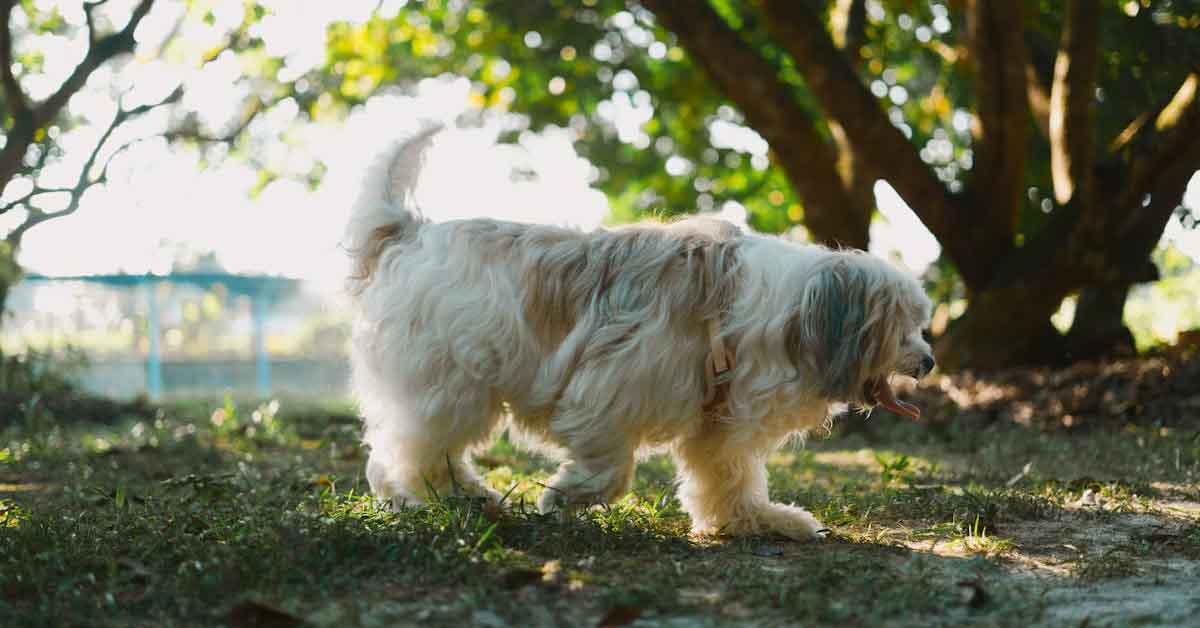 Havanese Dog