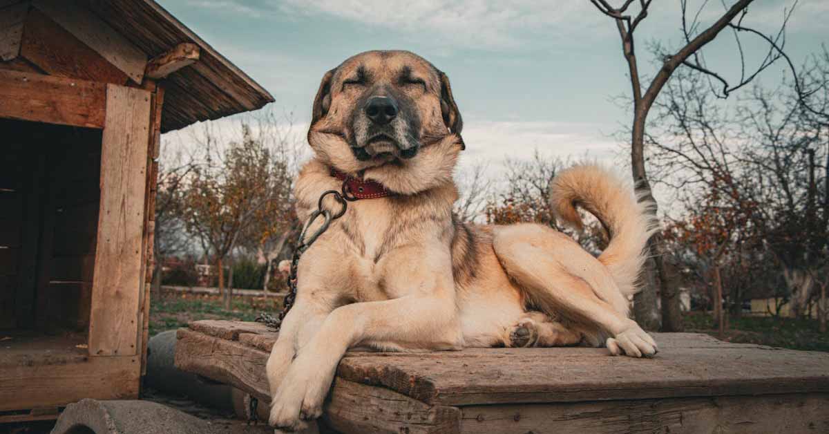 Kangal dog