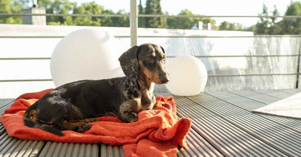 Dachshunds