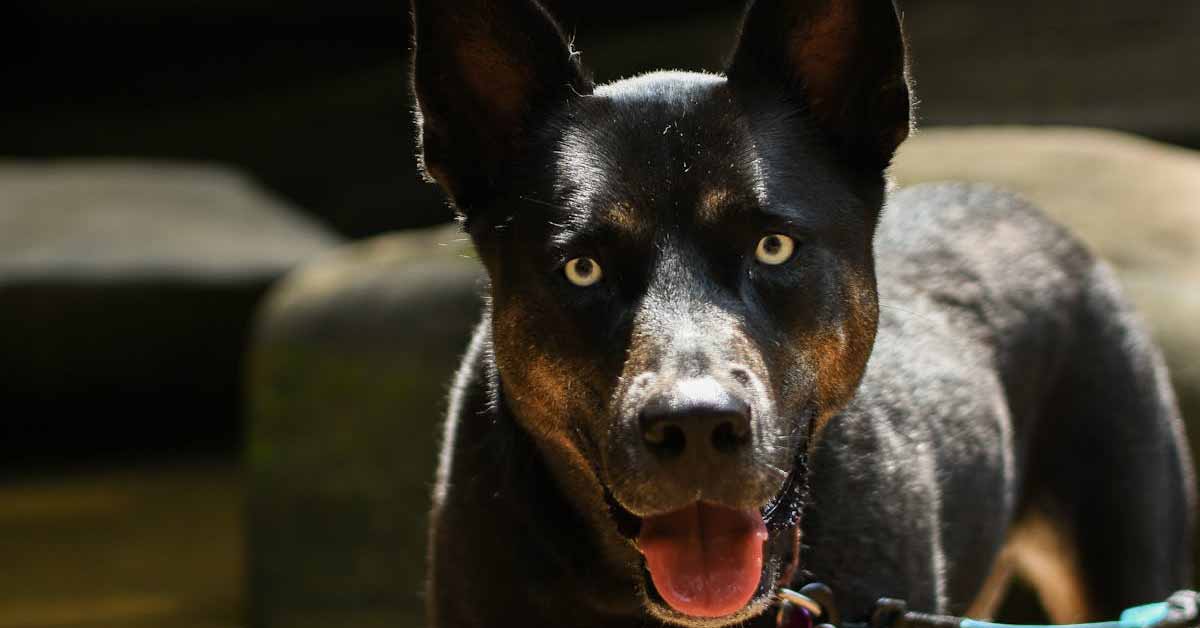 Australian Kelpie
