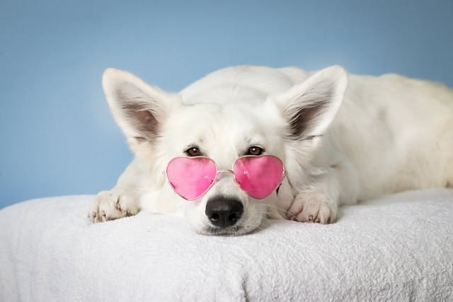 dog with pink shades dog with pink shades