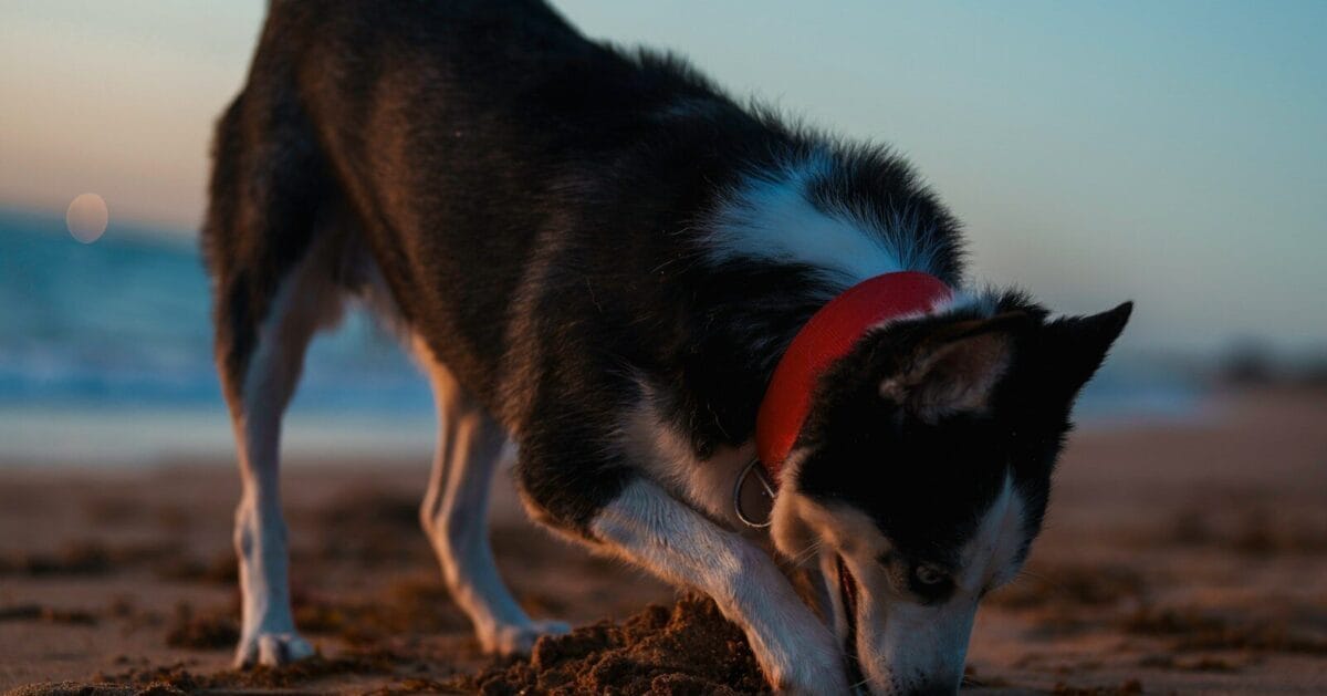 A black and white dog standing on top of a sandy beach