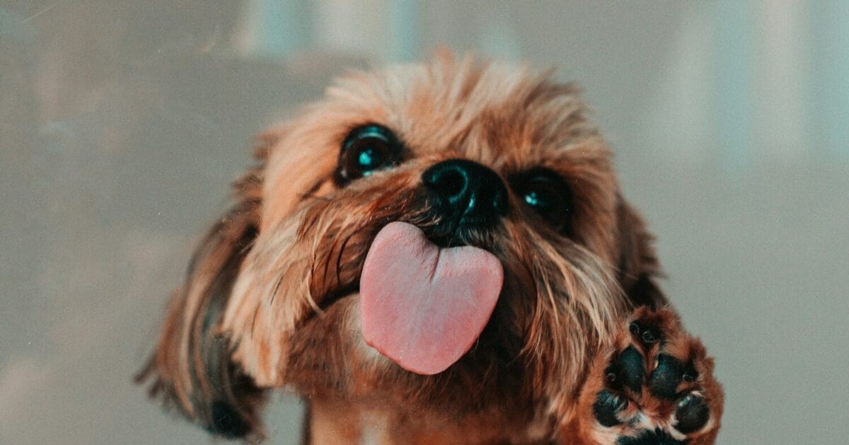 brown and white shih tzu puppy