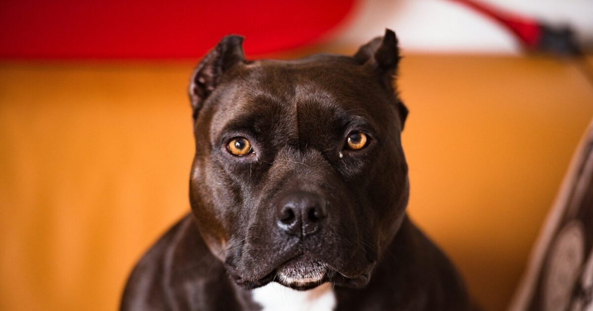 selective focus photography of brown and white American pit bull terrier